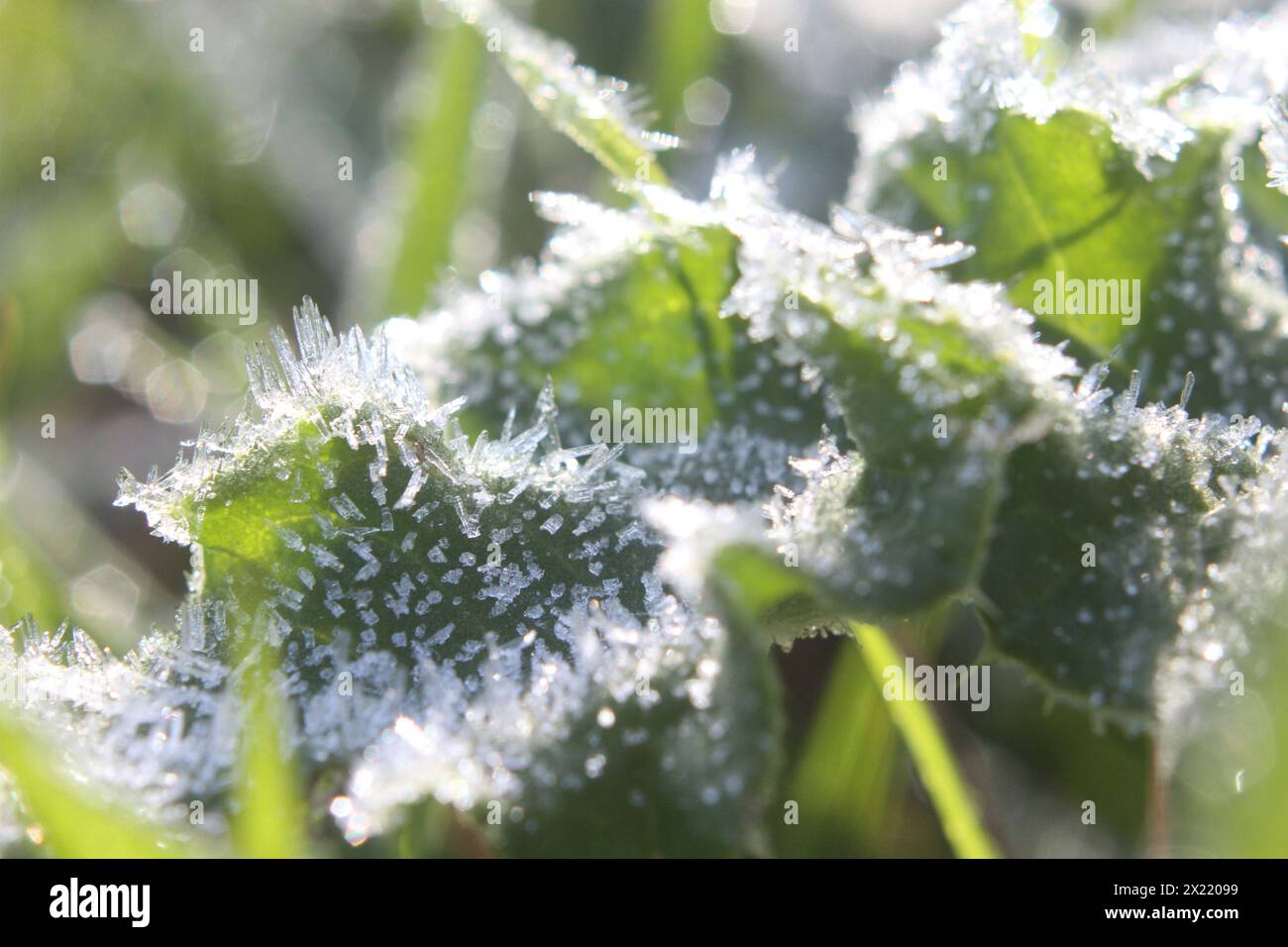 Eiskristalle haben sich am Donnerstag 18.04.2024 unweit von Dummerstorf Landkreis Rostock nach einer frostigen Nacht an den Blättern einer Pflanze abgelagert. Bis zu den Eisheiligen Mitte Mai ist es ratsam, bestimmte Pflanzen noch nicht in den Boden zu bringen. Denn bis dahin kann es noch immer zu Frostschäden an Blumen und Kulturpflanzen kommen. *** Eiskristalle auf den Blättern einer Pflanze unweit von Dummerstorf, Bezirk Rostock, am Donnerstag, 18 04 2024 nach einer frostigen Nacht bis zu den Eisheiligen Mitte Mai, ist es ratsam, bestimmte Pflanzen noch nicht in den Boden zu legen, da bis dahin Stockfoto