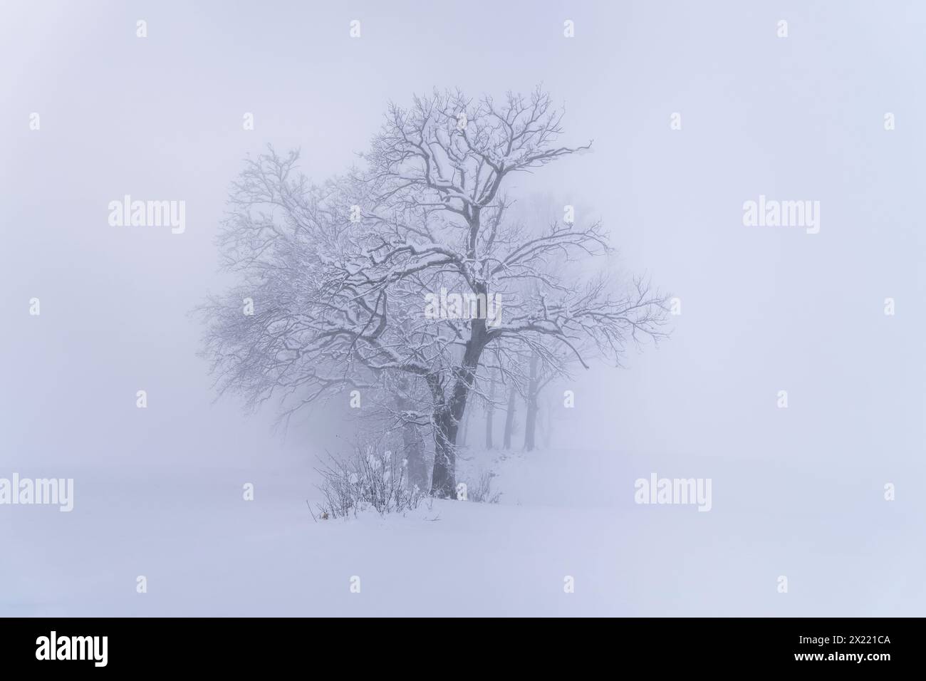 Kleine Baumgruppe in der Nähe von Habach an einem Wintermorgen, Kochel am See, Bayern, Deutschland, Europa Stockfoto