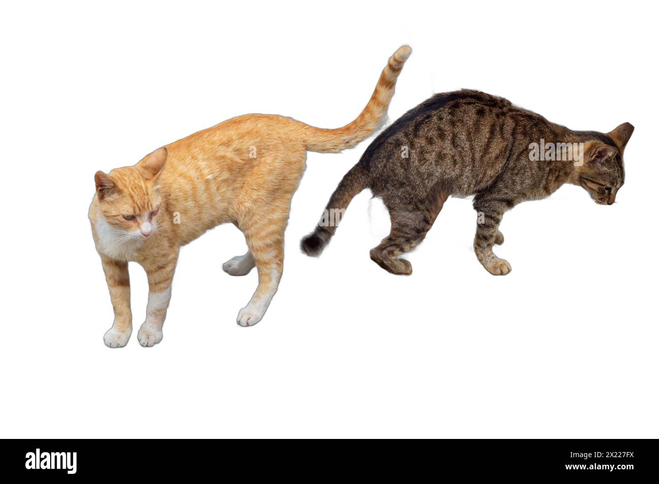 Zwei niedliche Katzen, eine orange und eine graue mit Streifen, isoliert auf transparentem Hintergrund. Perfekt für Tiermotive, Tierillustrationen, A Stockfoto Zwei niedliche Katzen, eine orange und eine graue mit Streifen, isoliert auf transparentem Hintergrund. Perfekt für Tiermotive, Tierillustrationen, A Stockfoto