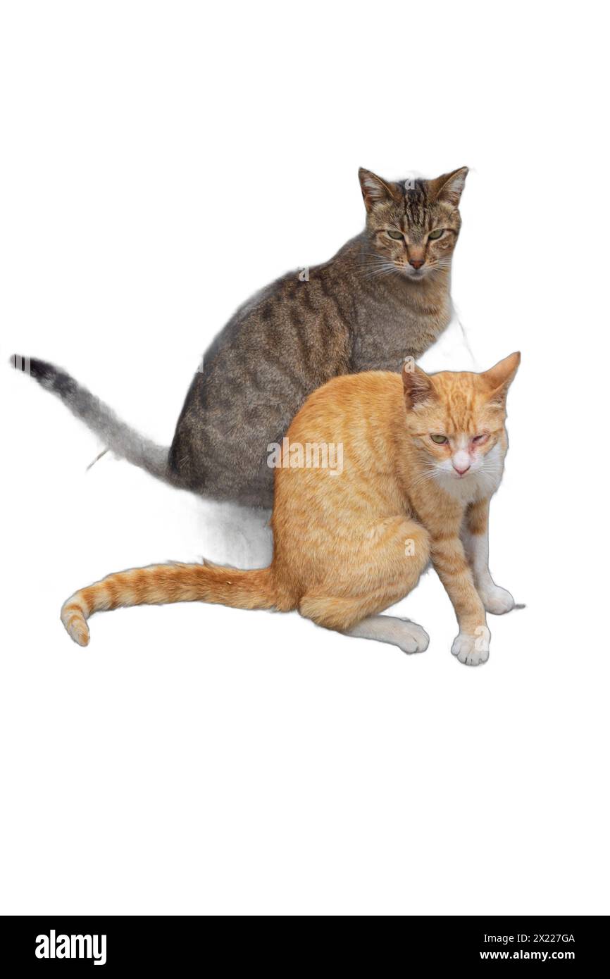 Zwei niedliche Katzen, eine orange und eine graue mit Streifen, isoliert auf transparentem Hintergrund. Perfekt für Tiermotive, Tierillustrationen, A Stockfoto