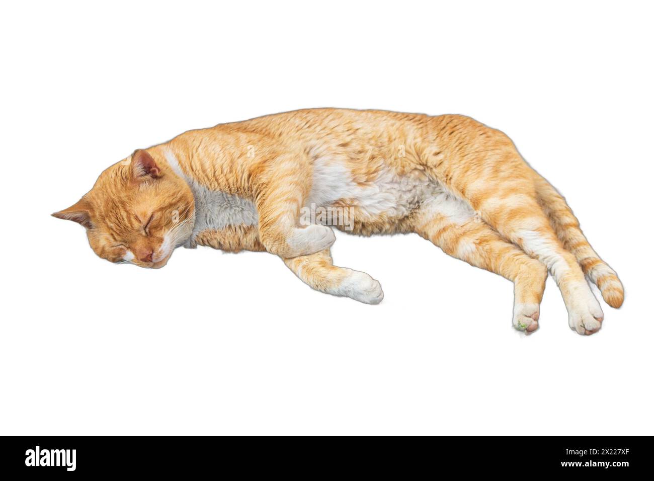 Isolierte Bilder heiterer Katzen, die in verschiedenen Posen liegen. Perfekt für Tiermotive, Illustrationen für Tierliebhaber und gemütliche Grafiken. Stockfoto