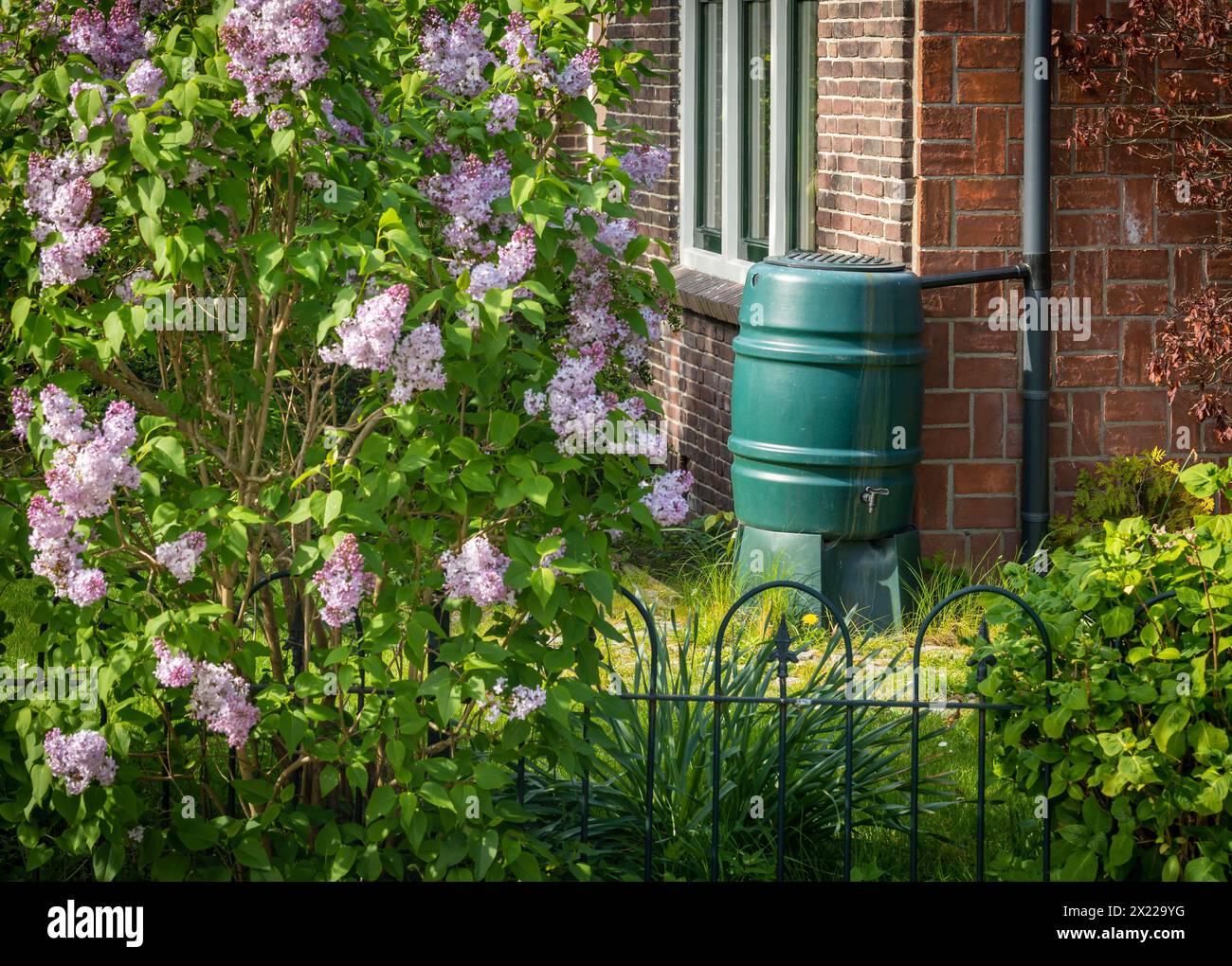 Regenfass im Garten, Regenwassergewinnung und Wiederverwendung Stockfoto