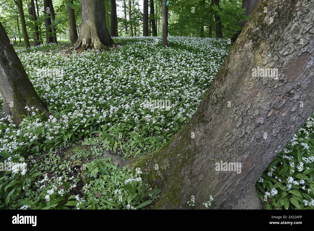 Das wilde Allium ursinum (bekannt als Bärenknoblauch, Bärenbärchen, Buckrams, wilder Knoblauch, breitblättriger Knoblauch, Holzknoblauch) blüht im Bozena Nemcova Park in Stockfoto