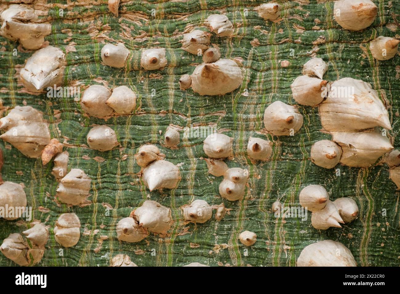 Stachelrinde aus Seide (ceiba speciosa Baum Stockfoto