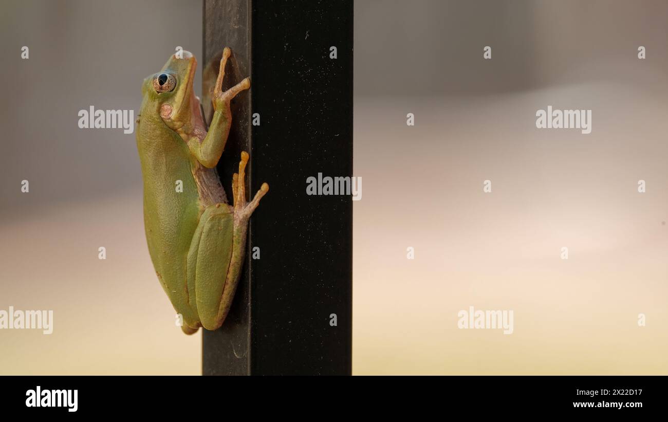 Grüner Baumstamm mit exquisiten Details auf Zaunpfosten Stockfoto