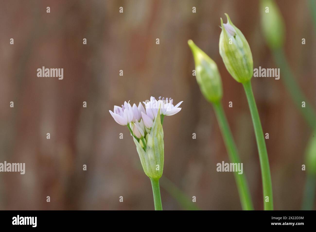 Allium-Blüten öffnen sich in der Sonne Stockfoto