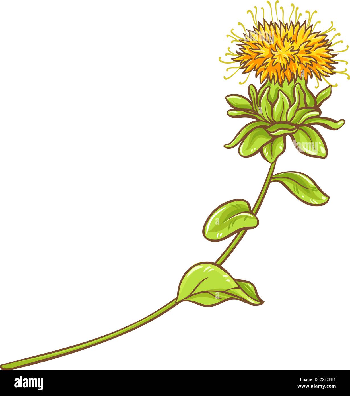 Färberpflanze Farbige Detaillierte Illustration Stock Vektor