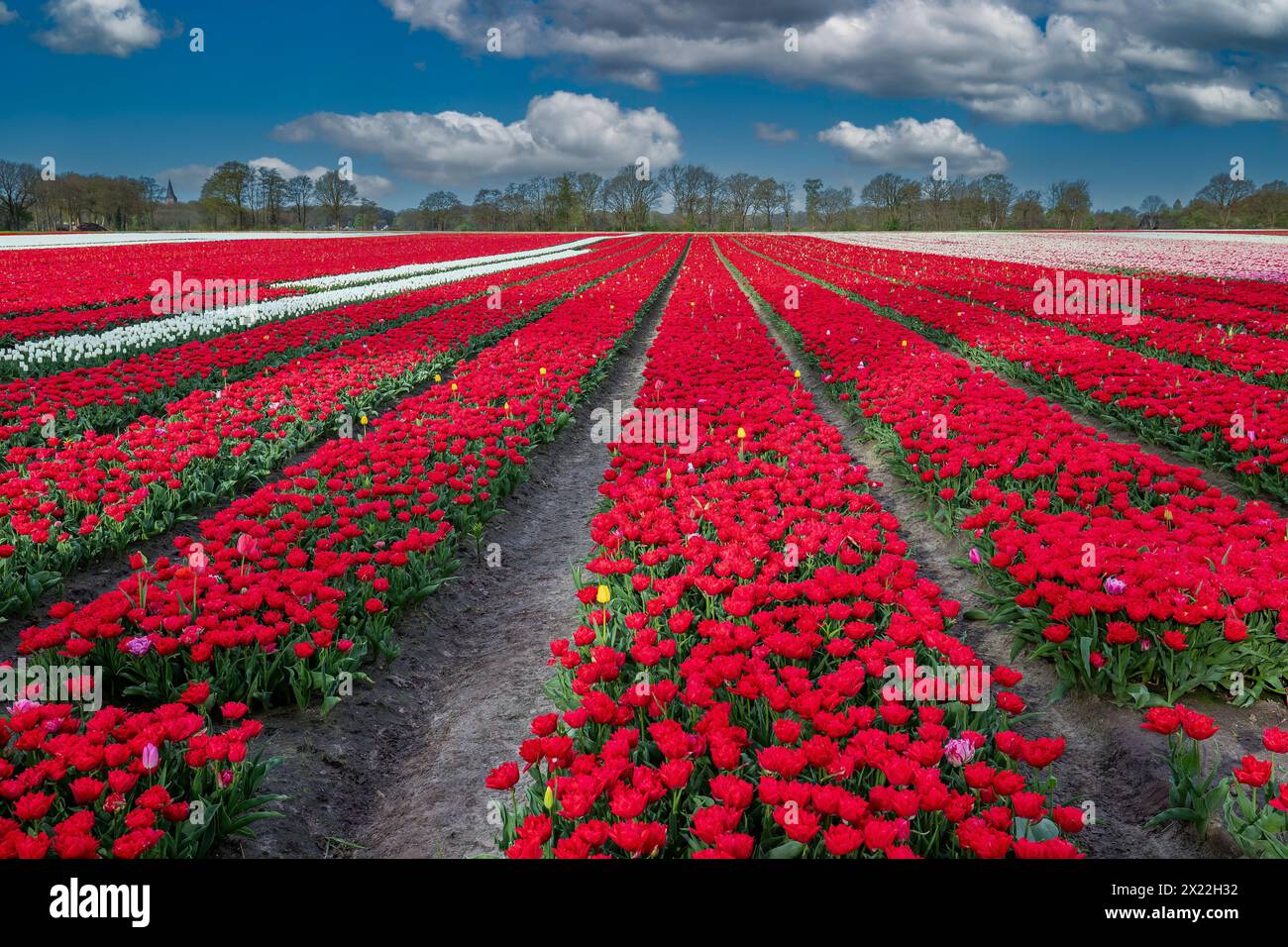 Landschaft niederländisches Blumenzwiebelfeld mit einer wachsenden doppelten roten frühen Tulpensorte, die als ERSTER PREIS bezeichnet wird, in engen vertikalen Linien zum Horizont gegen eine Ba Stockfoto