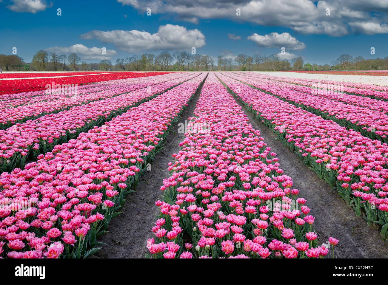 Landschaft niederländisches Blumenzwiebelfeld mit einer wachsenden doppelpinken frühen Tulpensorte, die DOTCOM genannt wird, in engen vertikalen Linien zum Horizont vor einem Backgr Stockfoto