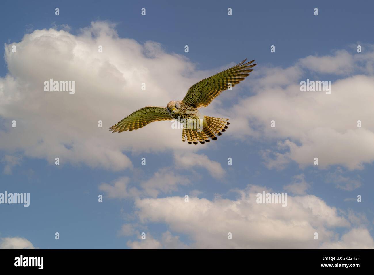 Nahaufnahme des betenden Kestrel, Falco Tinnunkulus, während er mit Augen auf Beute am Boden vor blauem Himmel mit Kumuluswolken jagt Stockfoto