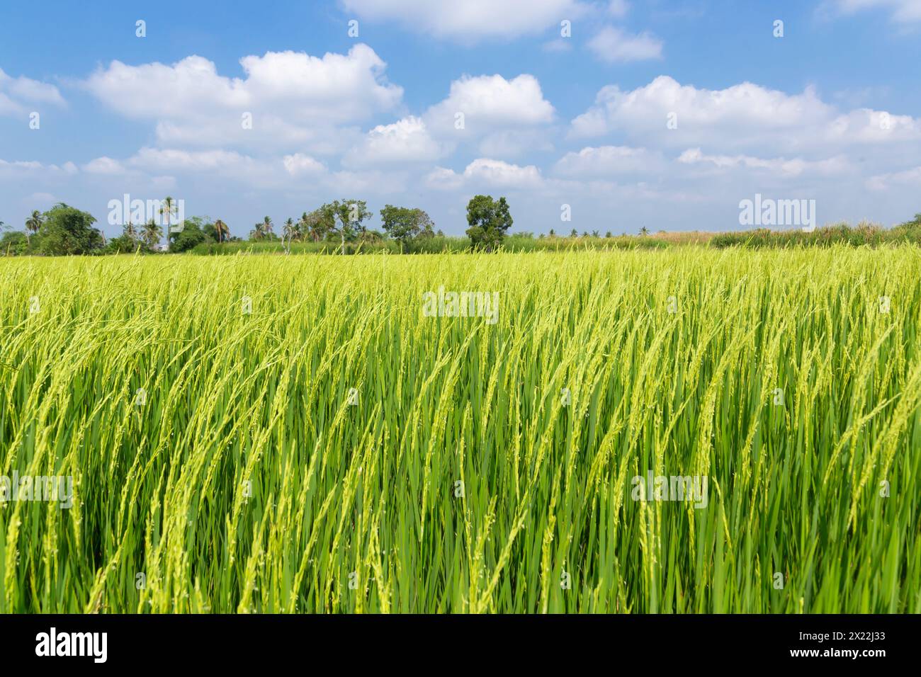 Wunderschöner Blick auf die Landwirtschaft grüne Reisfeld Landschaft vor blauem Himmel mit Wolkenhintergrund, Thailand. Paddy Farm Pflanze friedlich. Umgebung har Stockfoto