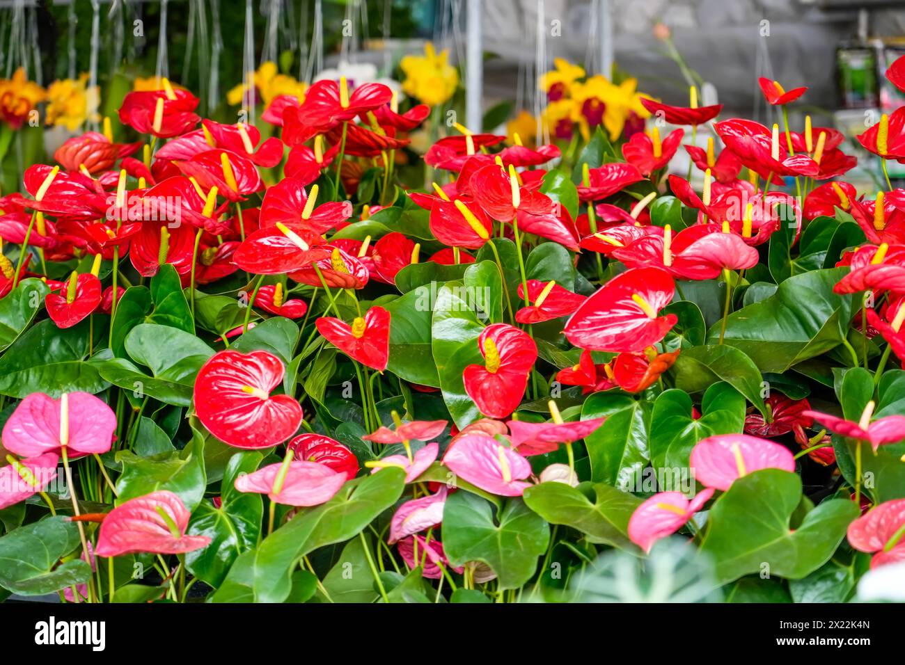 Rote und rosafarbene Anthurien auf einem Gartenmarkt. Stockfoto