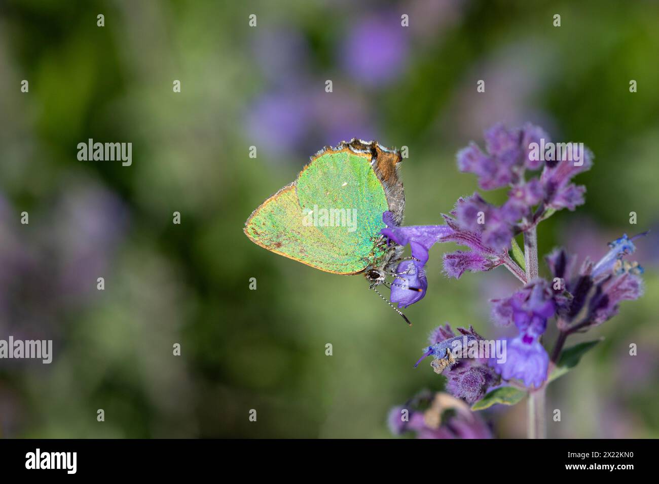 Ein grüner Hairstreak-Schmetterling (Callophrys rubi) auf Minzblüten. Stockfoto