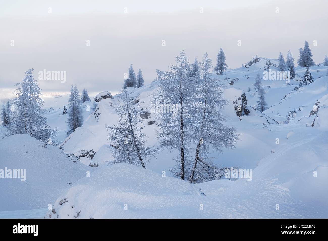 Verschneite Bäume am Valparola Pass, Veneto, Italien Stockfoto