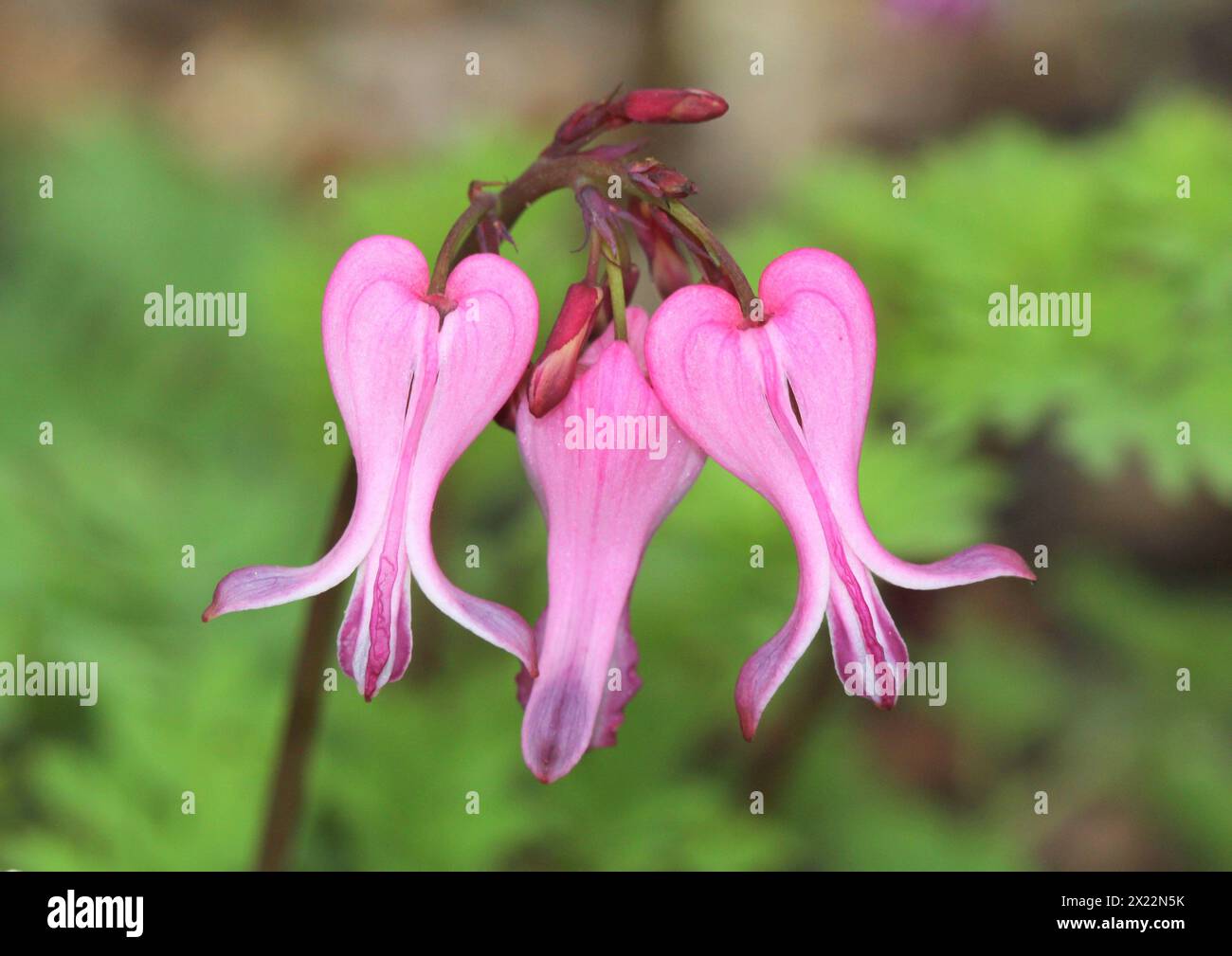 Eine Nahaufnahme der wunderschönen Blumen von Dicentra „luxuriant“ (Farnblatt blutendes Herz) Stockfoto