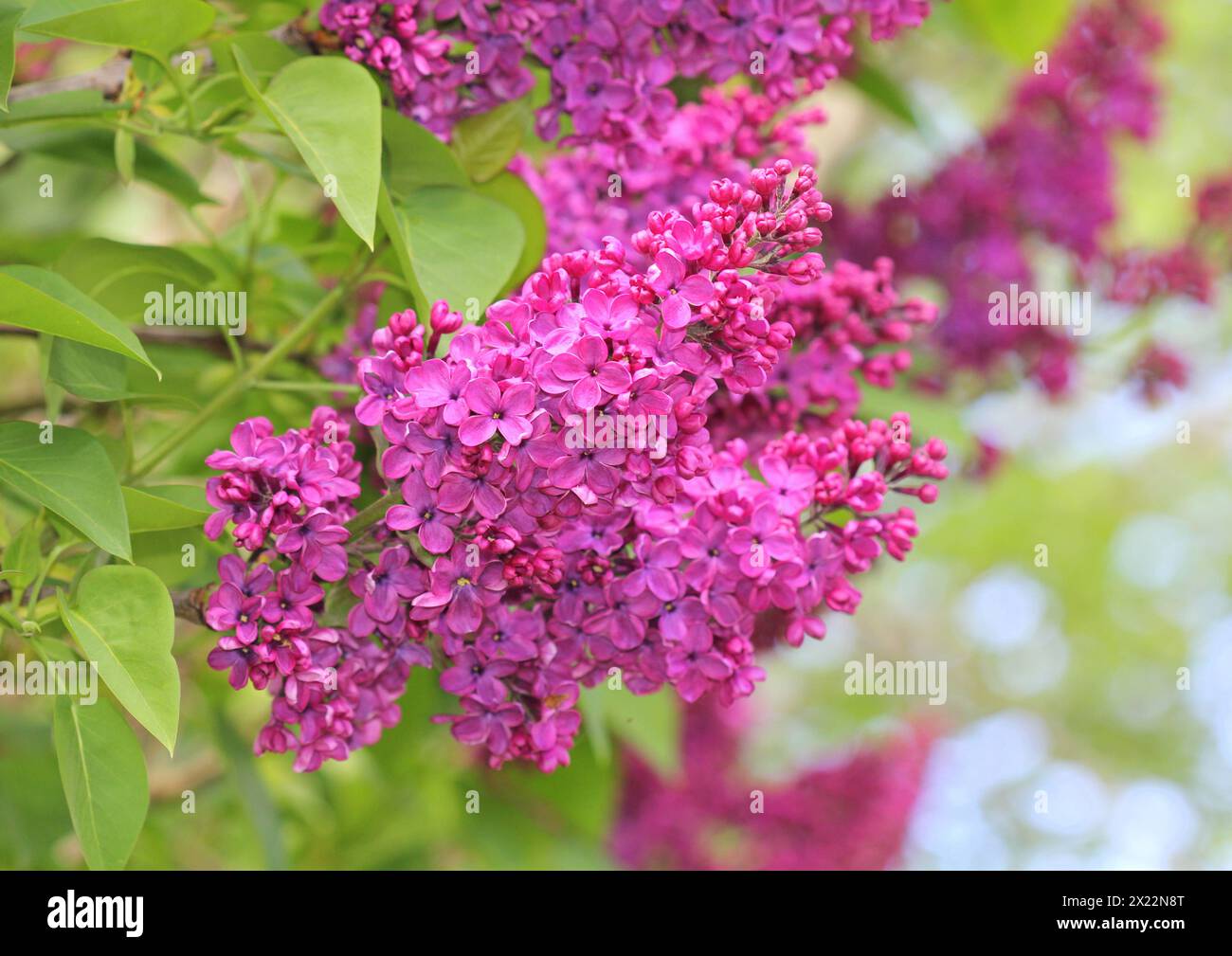 Eine Nahaufnahme der Syringa (Flieder) Blüten Stockfoto