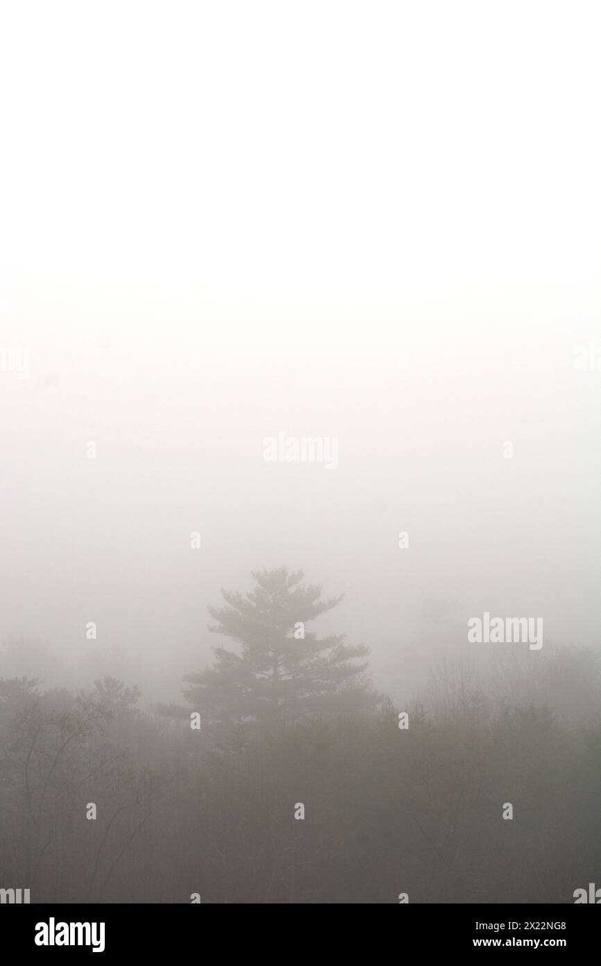 Ein schwerer Nebel verdeckt einen Wald von Bäumen in North Carolina. Stockfoto