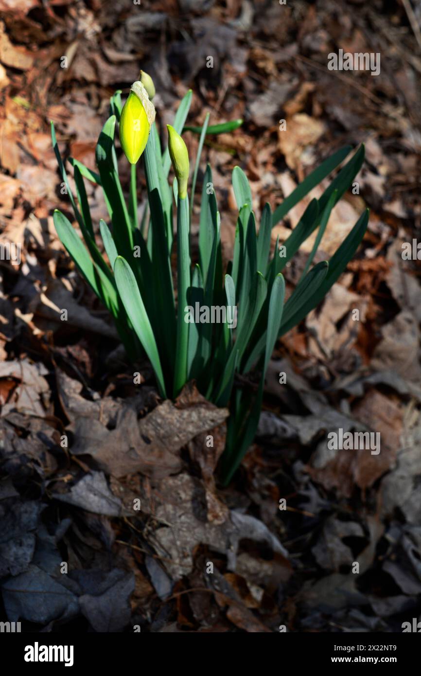 Eine Narzissen-Blume ist nicht ganz geöffnet, da das warme Frühlingswetter in North Carolina, USA, eintrifft. Stockfoto