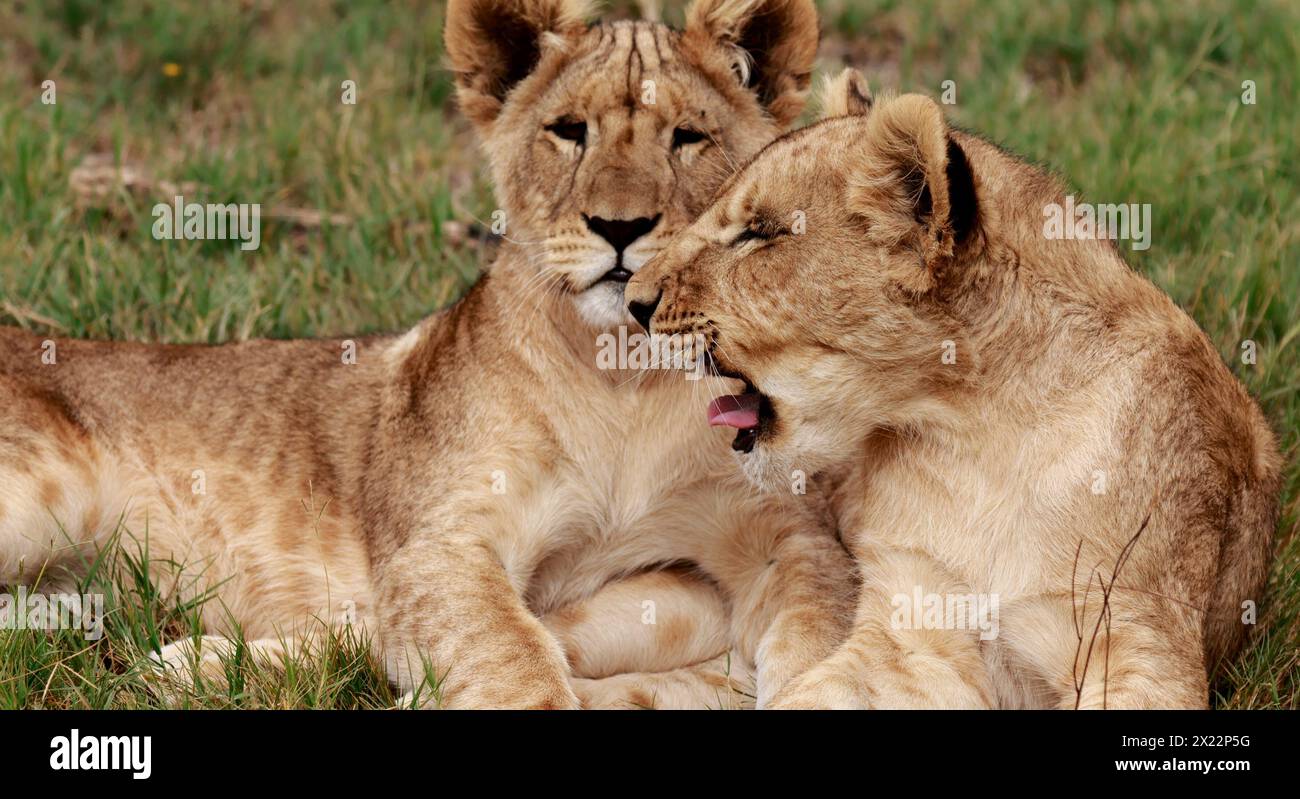 Gerettete Löwenjungen im Drakenstein Lion Park, Klapmuts, Westkap, Südafrika. Stockfoto