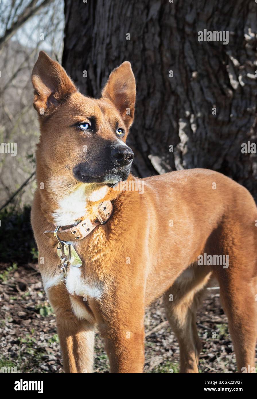Cain Cobane Tagträumt Stockfoto