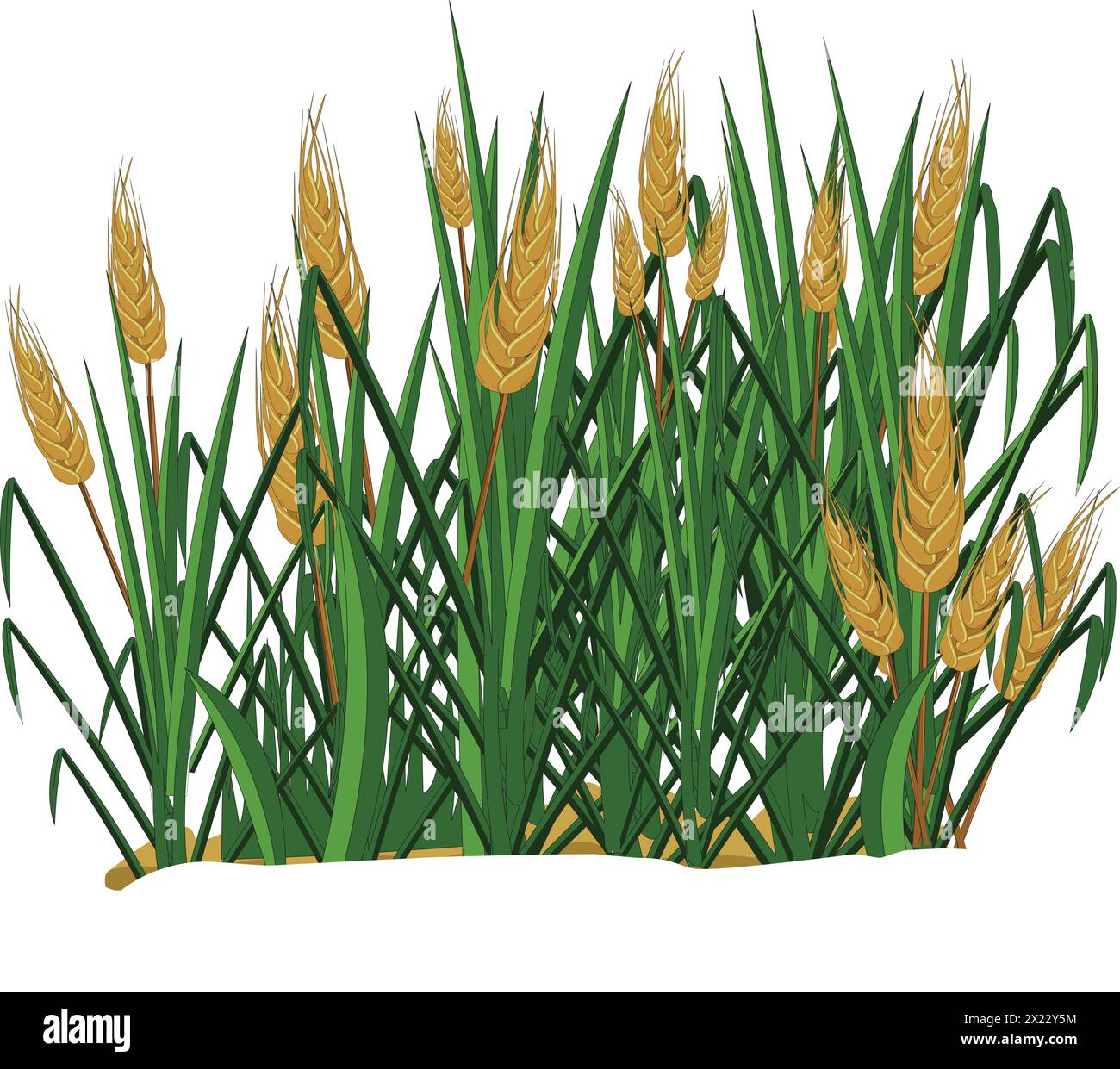 Vektorillustration, die Weizenpflanzen auf einem Feld zeigt Stock Vektor
