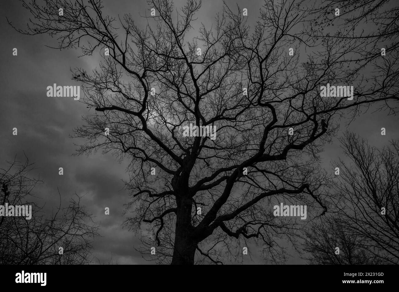 Dramatische, geisterhafte Eichenbäume (Quercus), die sich vor dem regnerischen Himmel Mecklenburg-Vorpommern abzeichnen Stockfoto