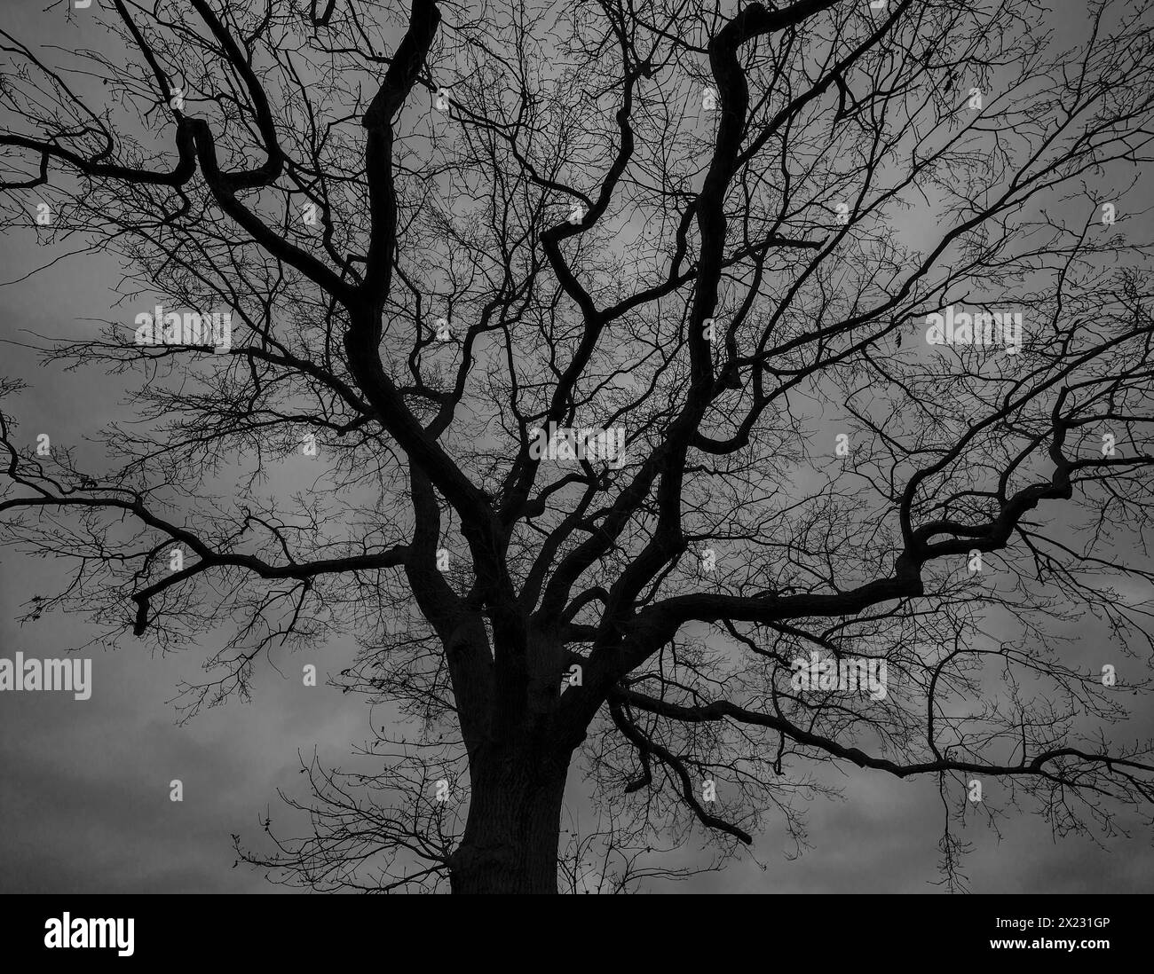Dramatische, geisterhafte Eichenbäume (Quercus), die sich vor dem regnerischen Himmel in Mecklenburg-Vorpommern befinden Stockfoto