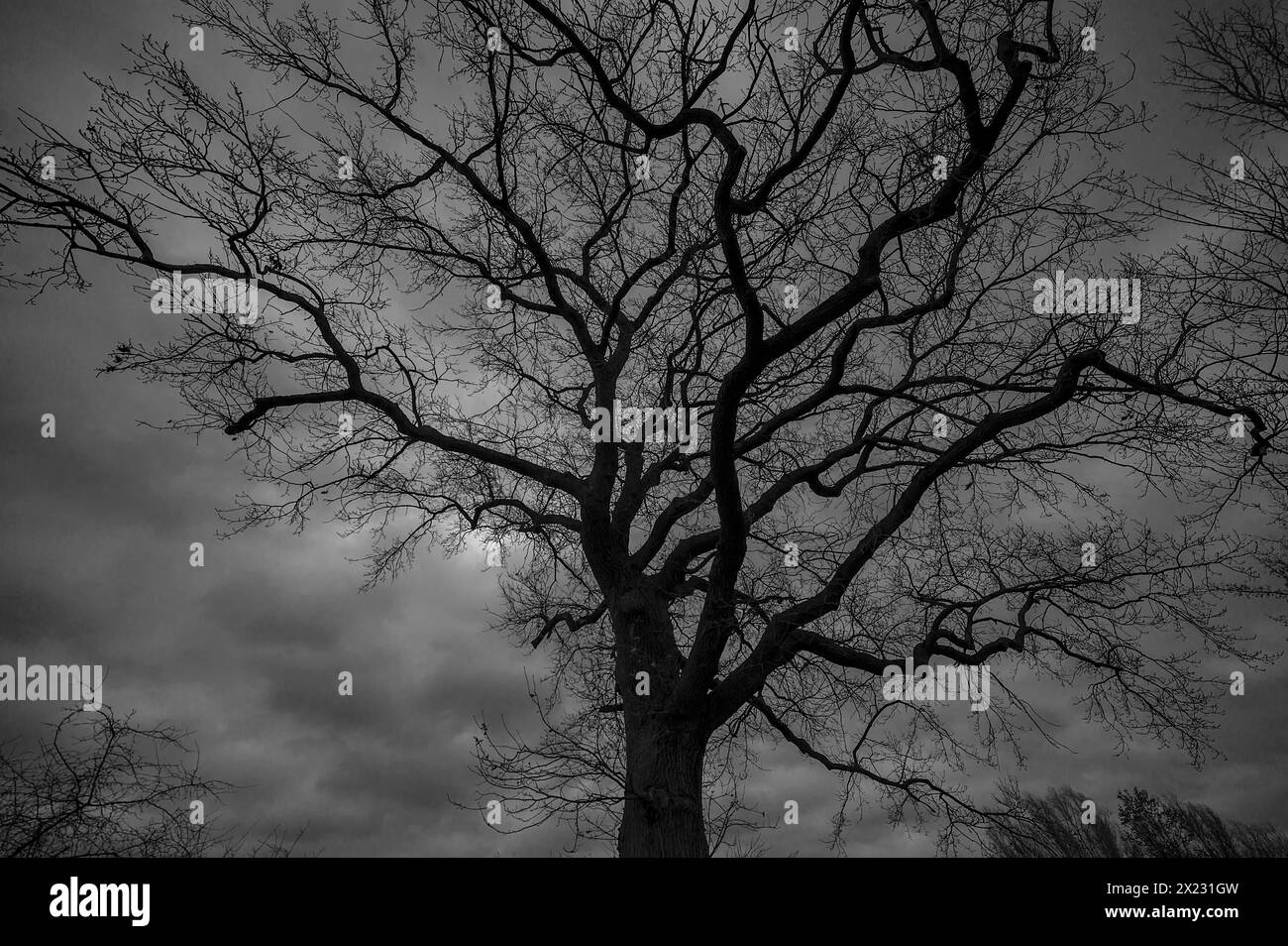 Dramatische, geisterhafte Eichenbäume (Quercus), die sich vor dem regnerischen Himmel in Mecklenburg-Vorpommern befinden Stockfoto