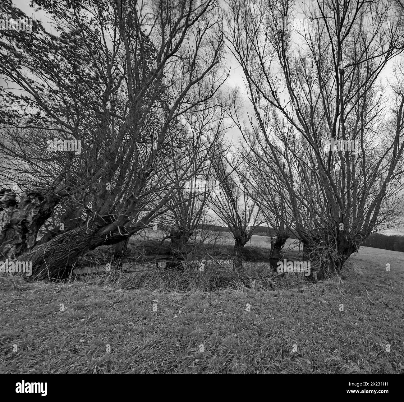 Dramatisch, gruselig, mit Weiden bewachsen (Salix) Mecklenburg-Vorpommern, Deutschland Stockfoto