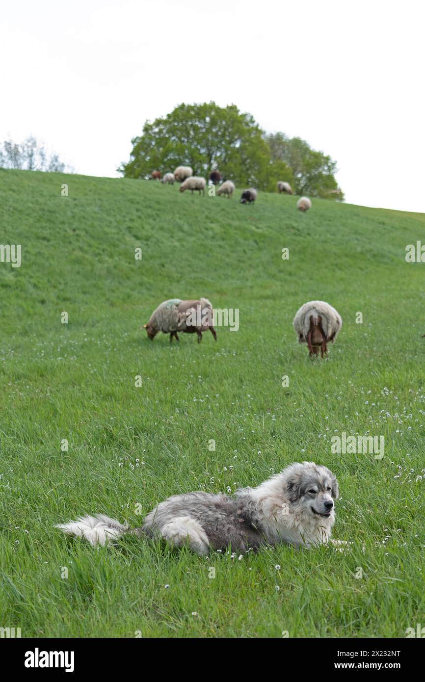 Herdenwächter, Schaf, Hirtenhund, Elbdeich bei Bleckede, Niedersachsen, Deutschland Stockfoto