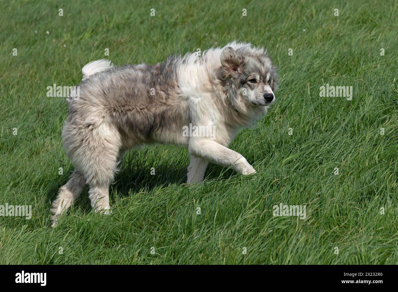 Herdenwächter, Schäferhund, Elbdeich bei Bleckede, Niedersachsen, Deutschland Stockfoto