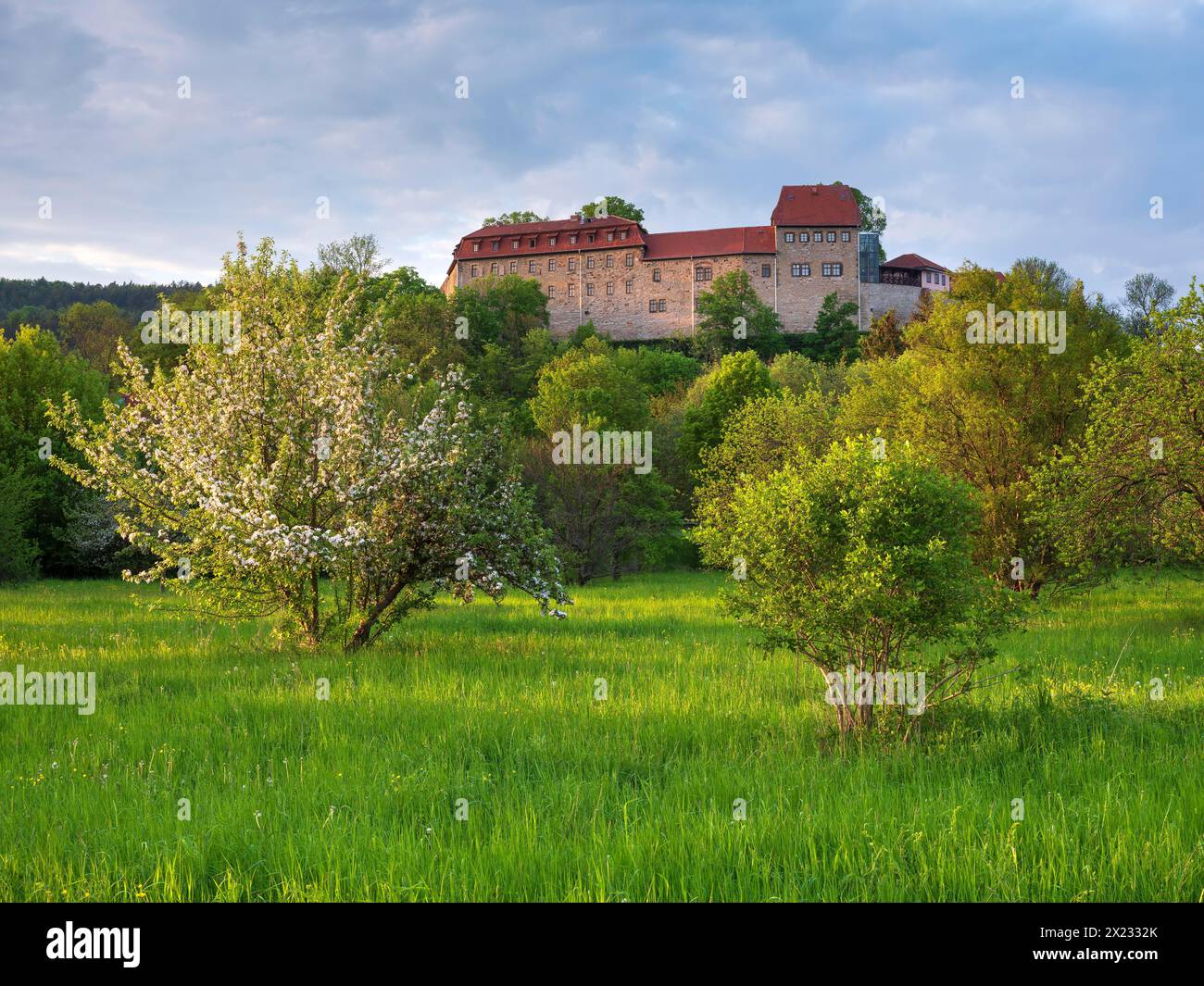 Blick auf Schloss Creutzburg im letzten Abendlicht, grüne Wiese und blühende Obstbäume, Creuzburg, Thüringen, Deutschland Stockfoto