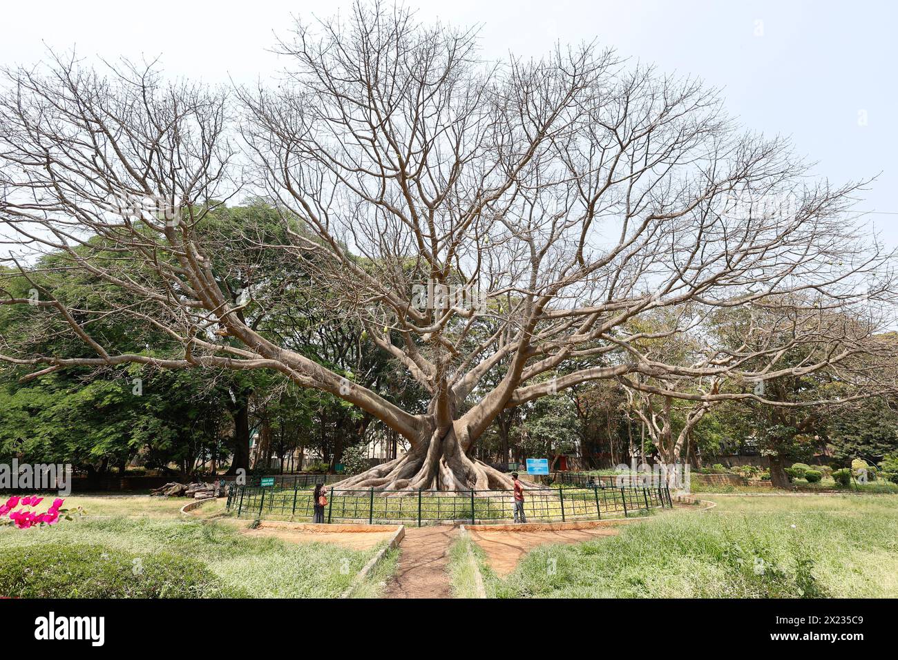 Weißer Seidenbaumbaumbaum, Gebräuchlicher Name True Silk Cotton Tree (Kohlholz), Botanischer Name Ceiba Pentandra, Lalbagh Botanischer Garten, Bengaluru, Karnata Stockfoto