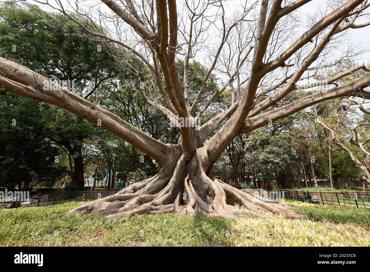 Weißer Seidenbaumbaumbaum, Gebräuchlicher Name True Silk Cotton Tree (Kohlholz), Botanischer Name Ceiba Pentandra, Lalbagh Botanischer Garten, Bengaluru, Karnata Stockfoto