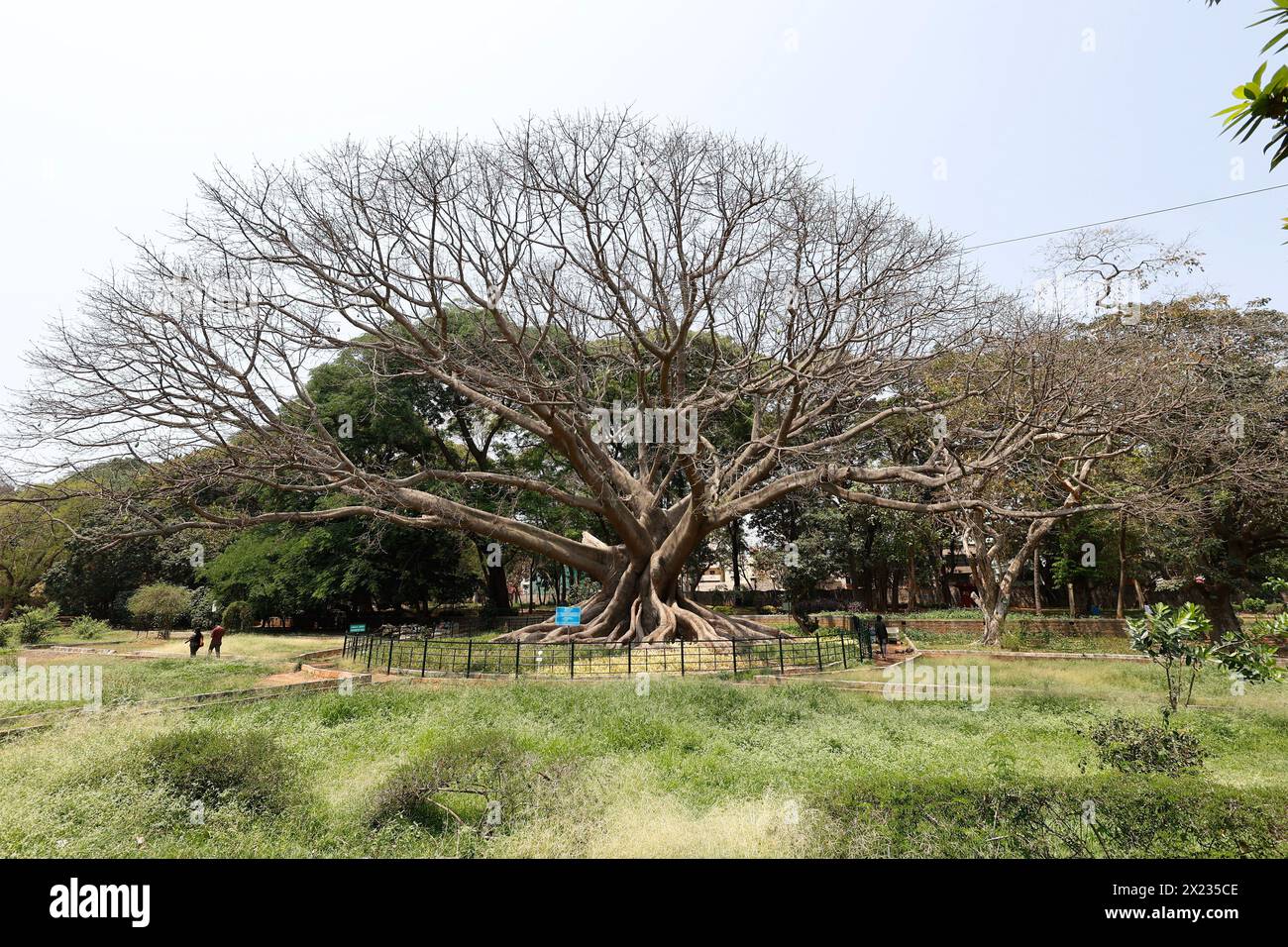 Weißer Seidenbaumbaumbaum, Gebräuchlicher Name True Silk Cotton Tree (Kohlholz), Botanischer Name Ceiba Pentandra, Lalbagh Botanischer Garten, Bengaluru, Karnata Stockfoto