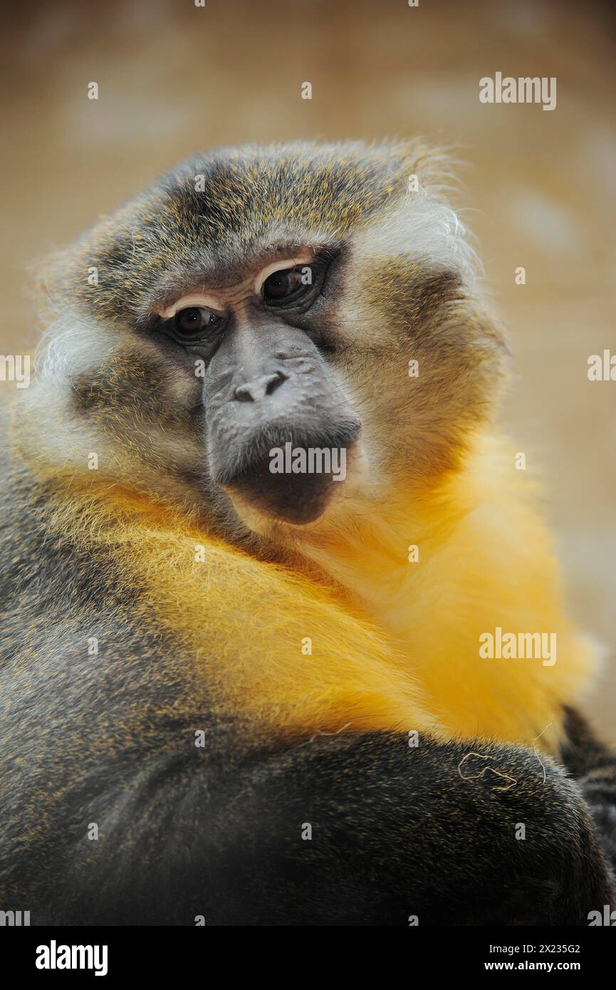 Goldbauchmangabel (Cercocebus chrysogaster, Cercocebus agilis chrysogaster), männlich, in Gefangenschaft, Vorkommen in Afrika Stockfoto