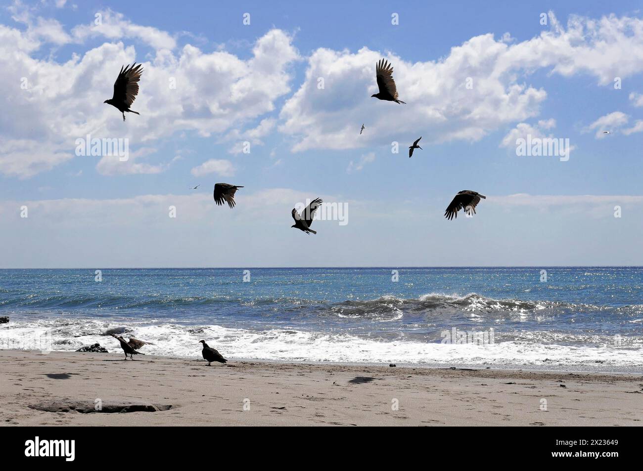 Strand in der Nähe von Poneloya, Las Penitas, Leon, Nicaragua, mehrere Vögel fliegen am sonnigen Himmel über dem Strand in der Nähe des Meeres, Mittelamerika, Mittelamerika Stockfoto