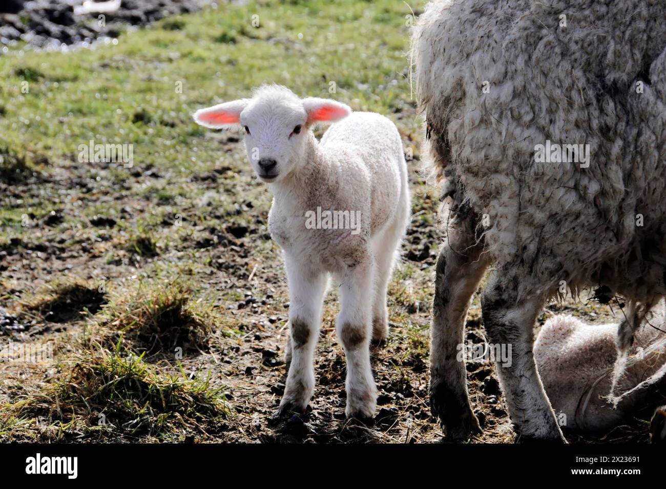 Schafe bei Rantum, Sylt, Insel, Nordsee, Schleswig-Holstein, neugieriges Lamm steht auf einer Weide neben seiner Mutter und schaut in die Kamera, Sylt Stockfoto