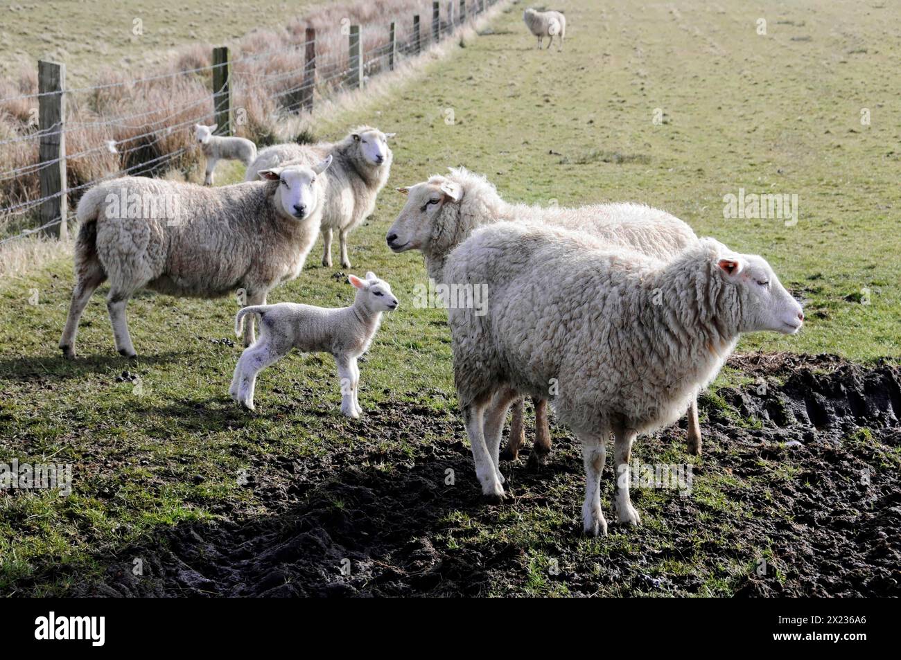 Schafe bei Rantum, Sylt, Insel, Nordsee, Schleswig-Holstein, Schafherde mit Lämmern auf grünen Weiden unter freiem Himmel, Sylt, Nordfriesland Stockfoto