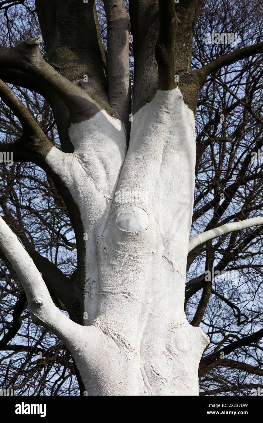 Baum mit weißer Farbe als Schutz vor extremen Temperaturschwankungen durch Sonneneinstrahlung und Frost, Wuppertal, Nordrhein-Westfalen Stockfoto