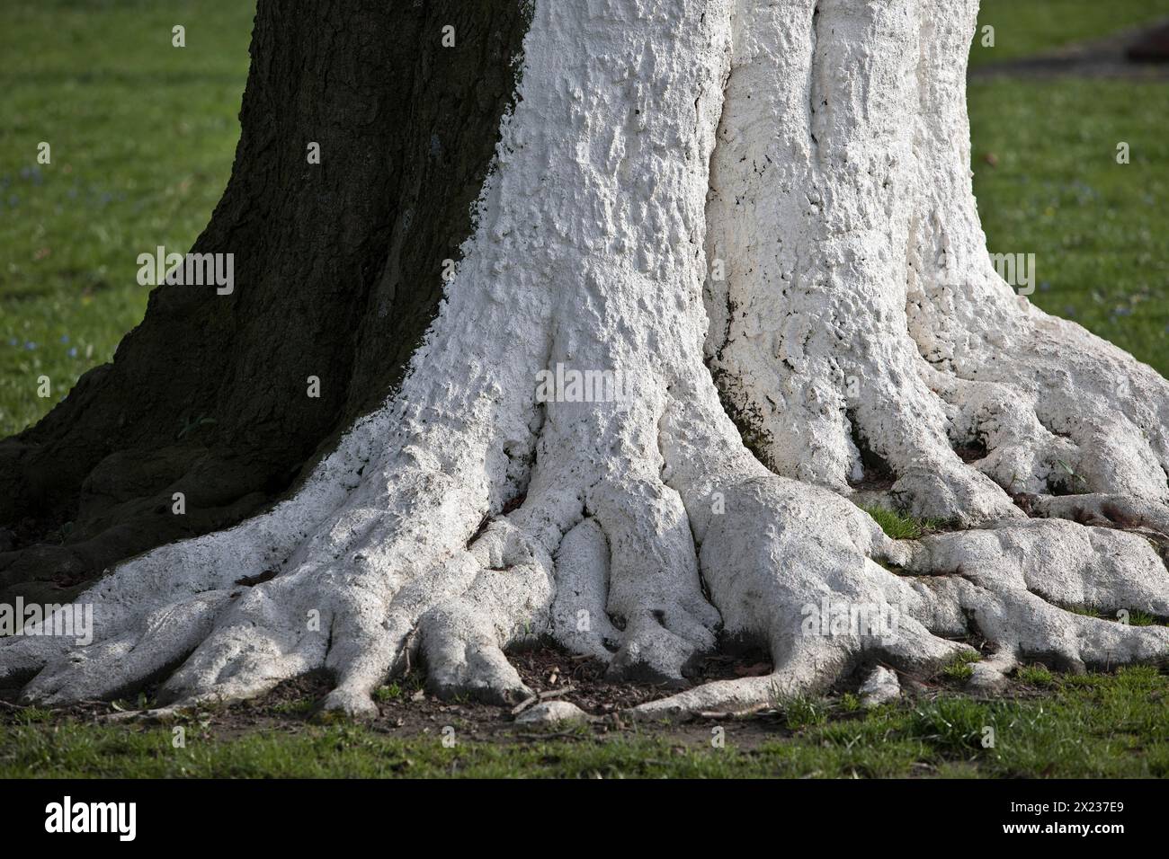 Baum mit weißer Farbe als Schutz vor extremen Temperaturschwankungen durch Sonneneinstrahlung und Frost, Wuppertal, Nordrhein-Westfalen Stockfoto