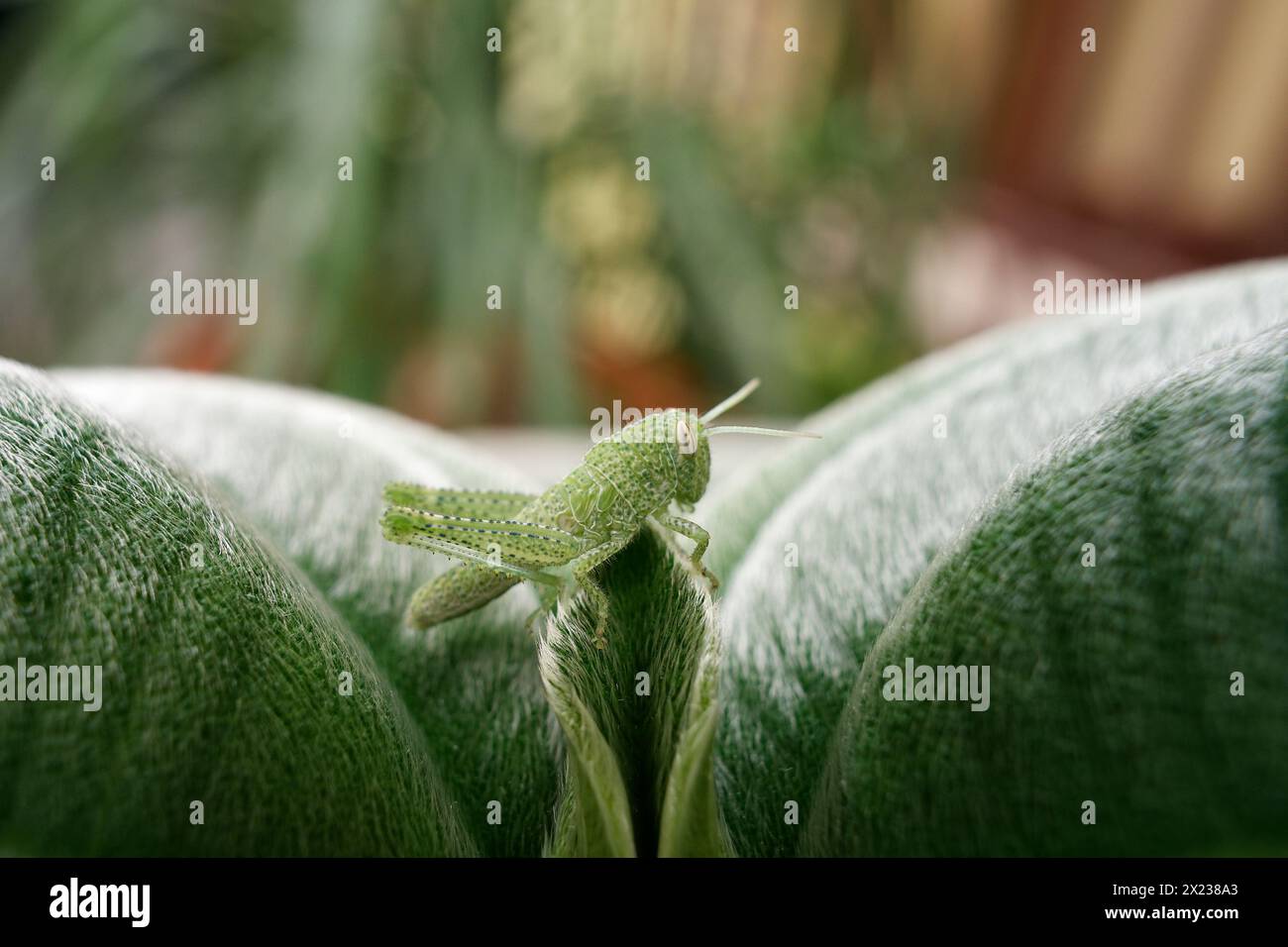 Grüne Grashüpfer auf einem grünen Blatt Stockfoto