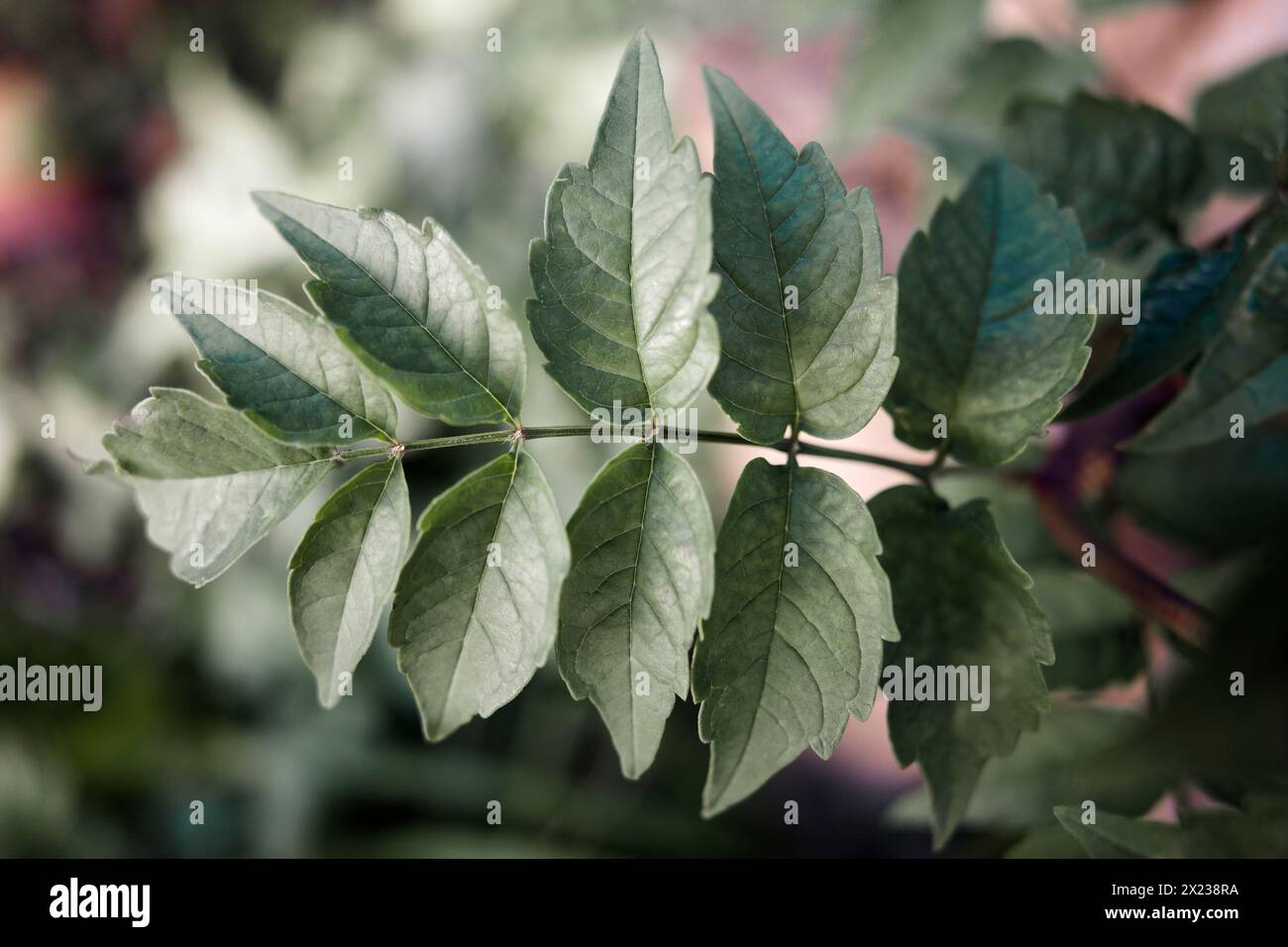 Kleine Blätter der Campsis grandiflora Pflanze zum Rahmen, dekorative Malerei Stockfoto