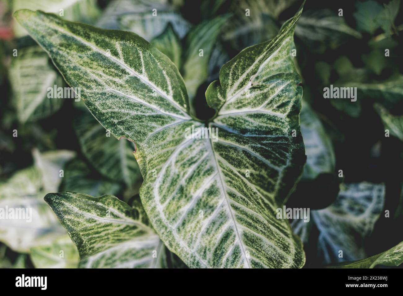 Fotos der Pflanze syngonium podophyllum zur dekorativen Malerei, zum Rahmen Stockfoto
