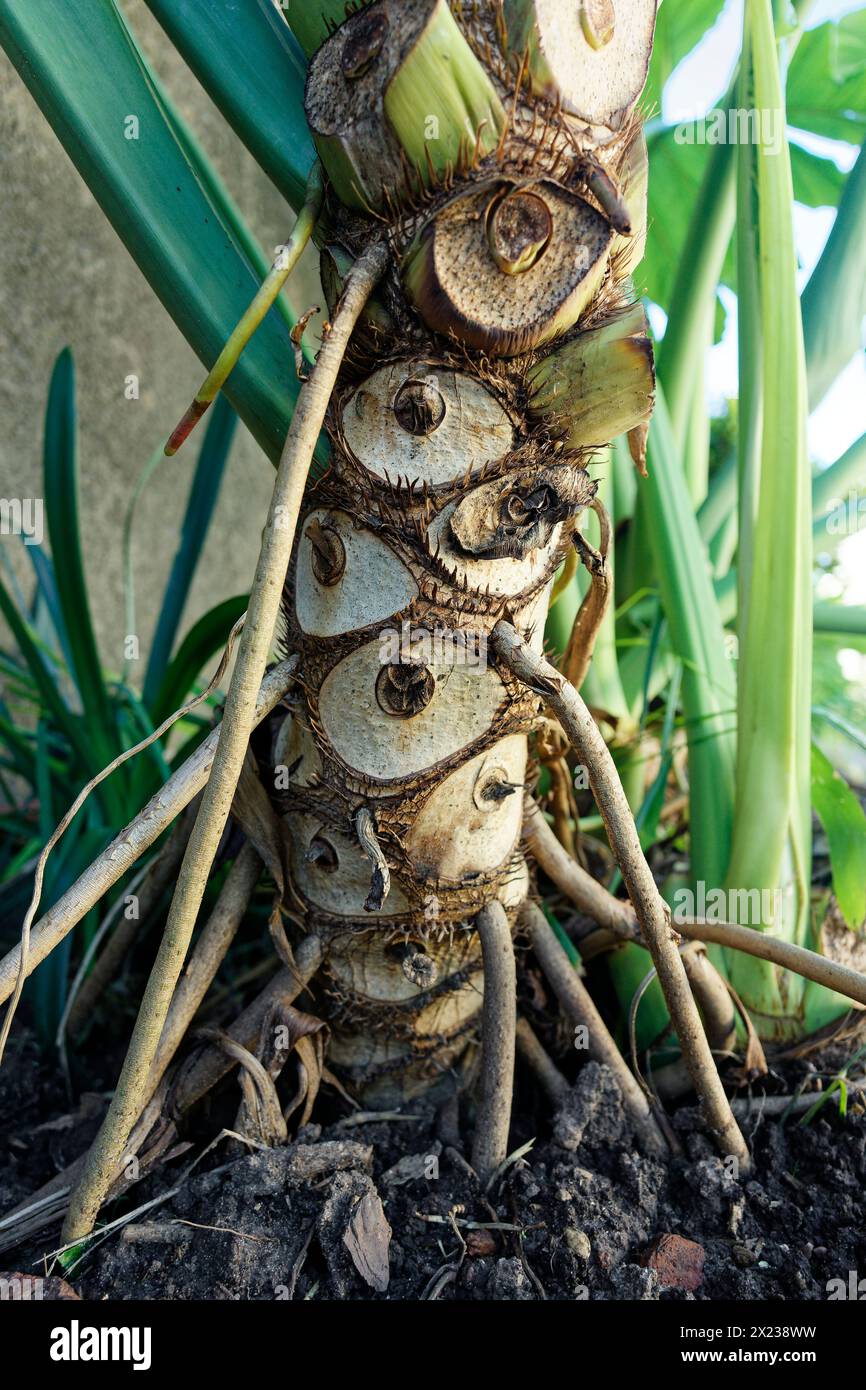 Die groen Bltter der Lacy tree Philodendron (Philodendron selloum) in  einem Resort in Can Gio Sd Vietnam im Sommer Stockfotografie - Alamy