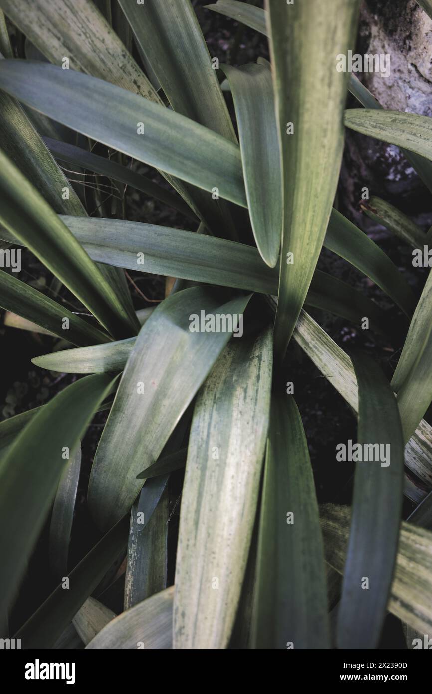 Lange, grüne Blätter der Art clivia miniata Stockfoto