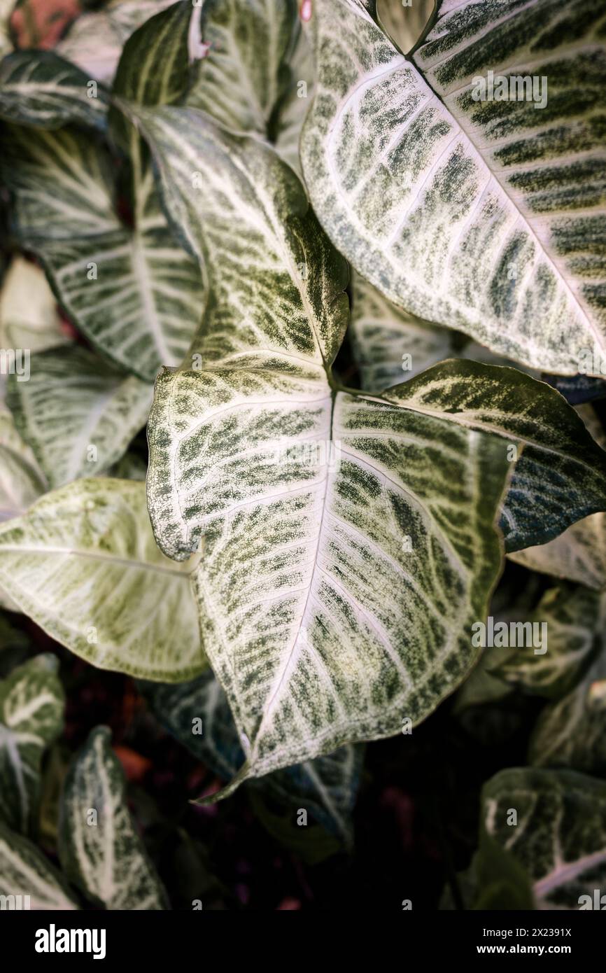 Fotos der Pflanze syngonium podophyllum zur dekorativen Malerei, zum Rahmen Stockfoto