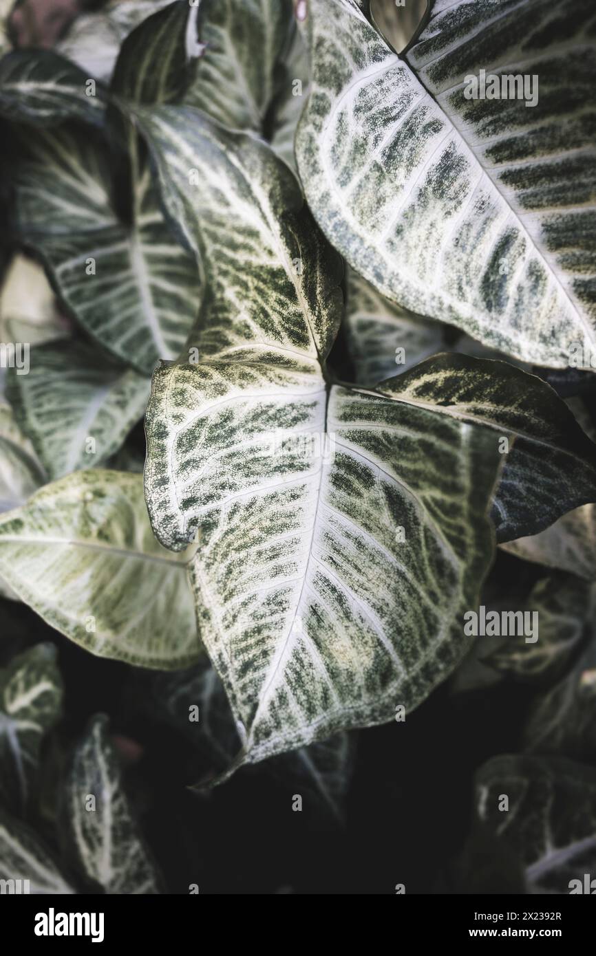 Fotos der Pflanze syngonium podophyllum zur dekorativen Malerei, zum Rahmen Stockfoto