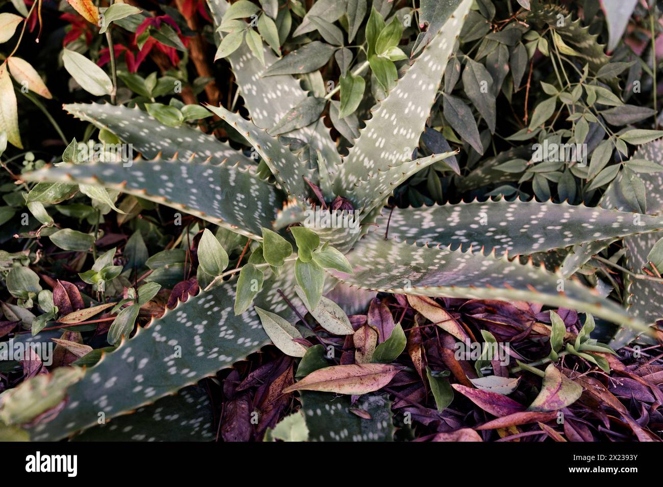 Blätter der Aloe Vera Pflanze Stockfoto