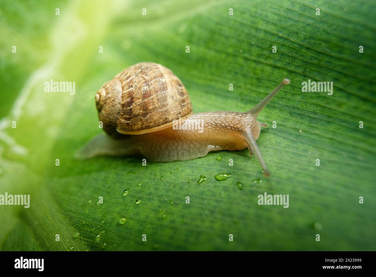 Mittelgroße Schnecke auf einem großen grünen Blatt, nass mit Regentropfen Stockfoto